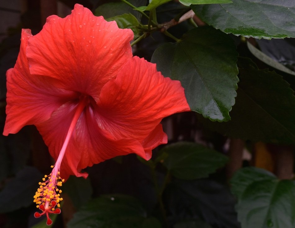 Hibiscus is a tropical flower free image download