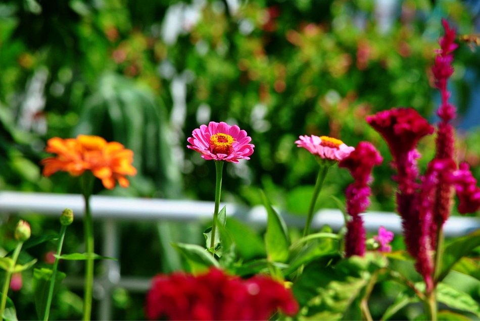 Blooming garden flowers free image download