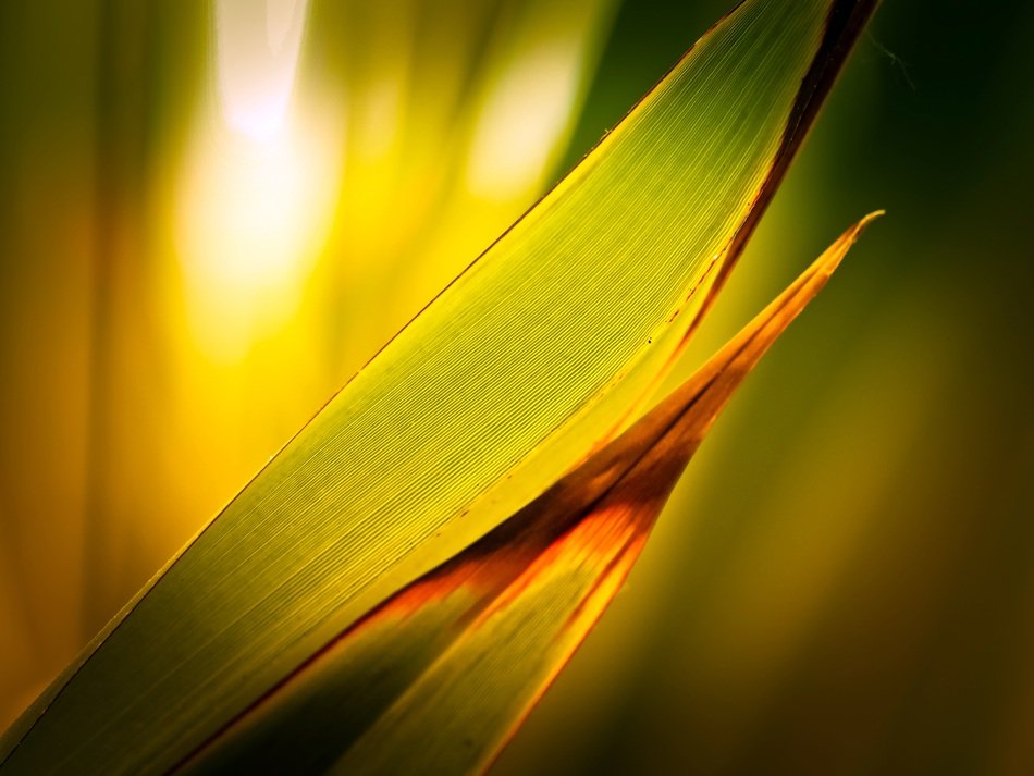 Tropical palm leaves under yellow light free image download