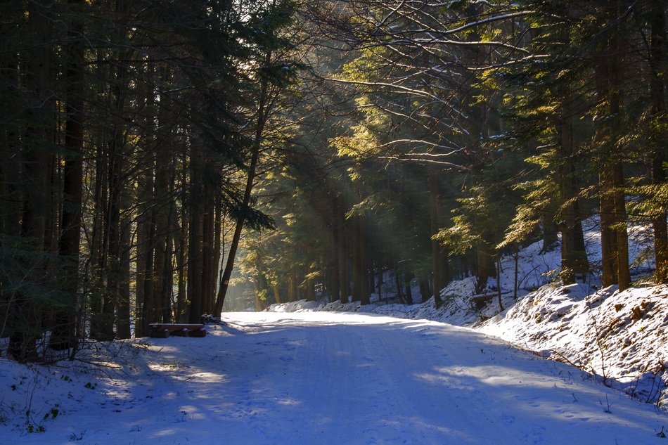 Snow road in the forest free image download