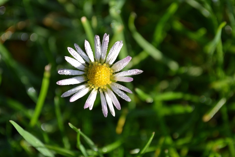 Nice White Daisy Flowers free image download