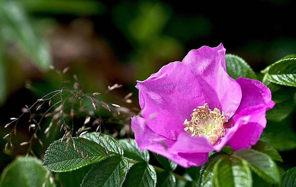 Picturesque Wild Rose free image download