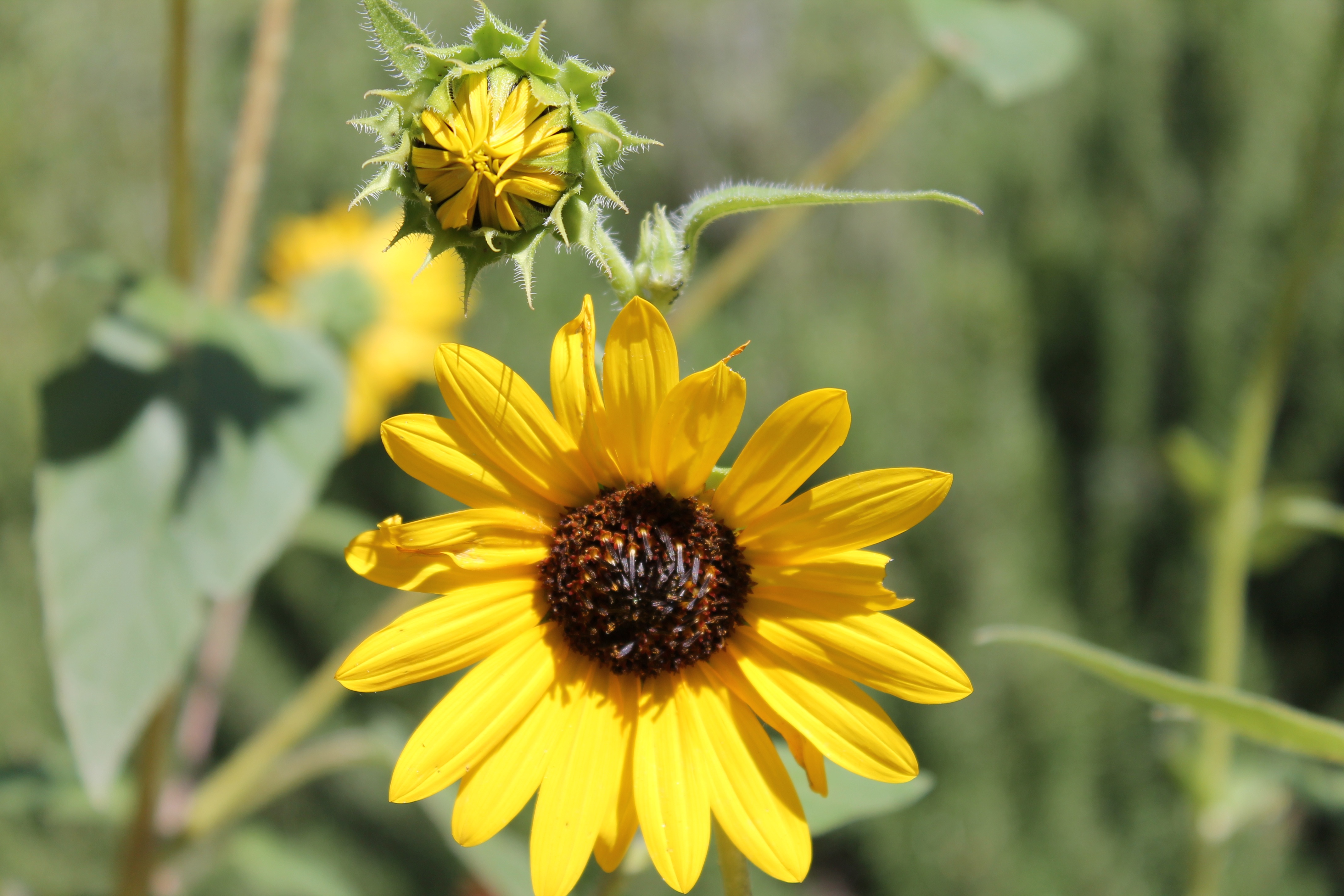 Beautiful yellow flowers in New Mexico free image download