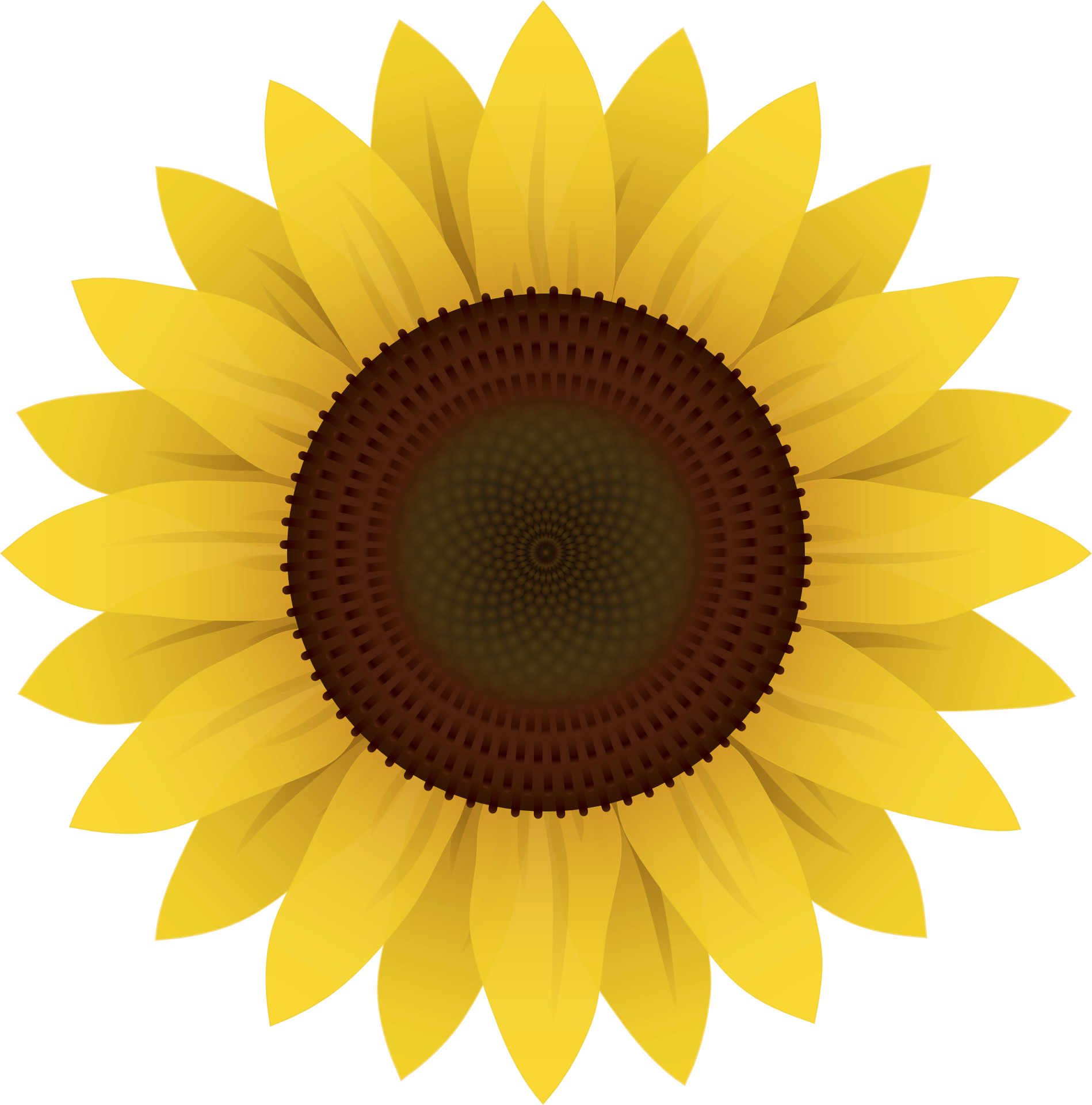 Clipart of a sunflower bud free image download