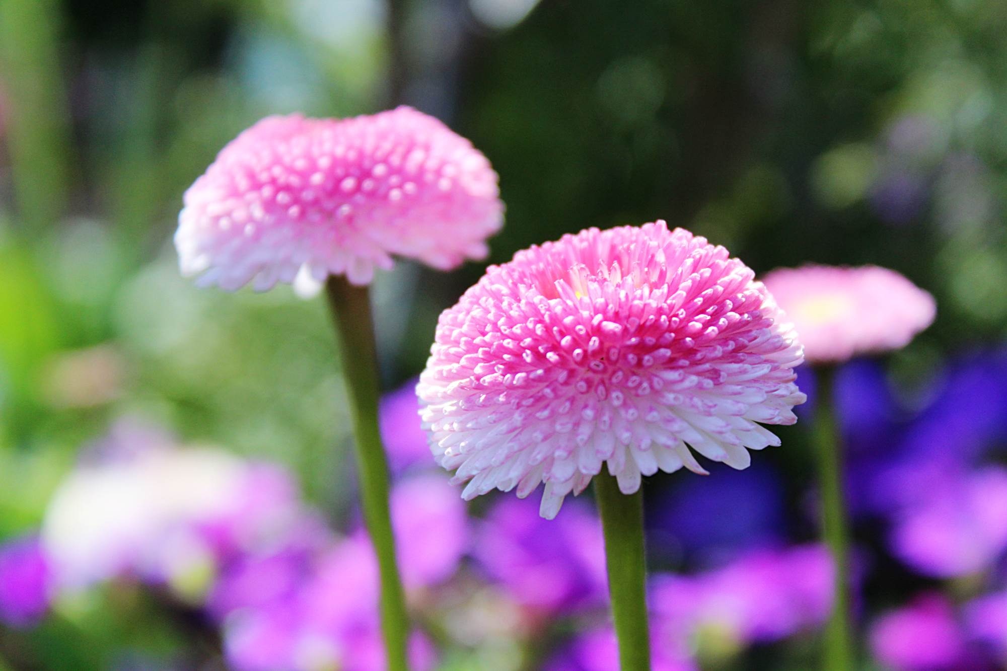 Bloom of pink fluffy flowers free image download