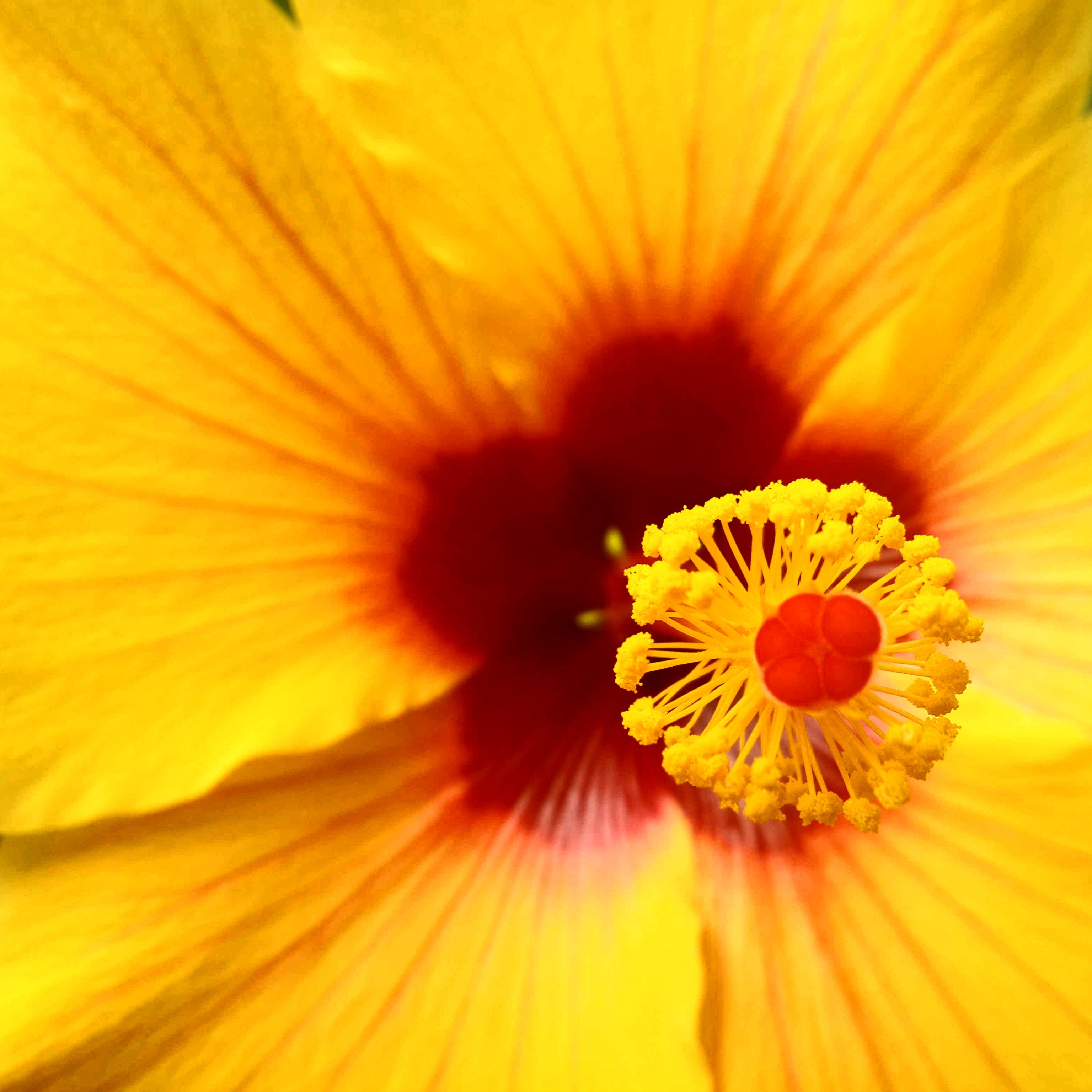 Bright yellow flower with red core closeup free image download