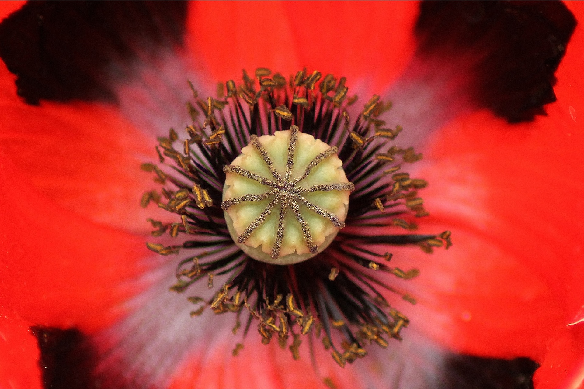 Closeup of the beautiful poppy flower free image download