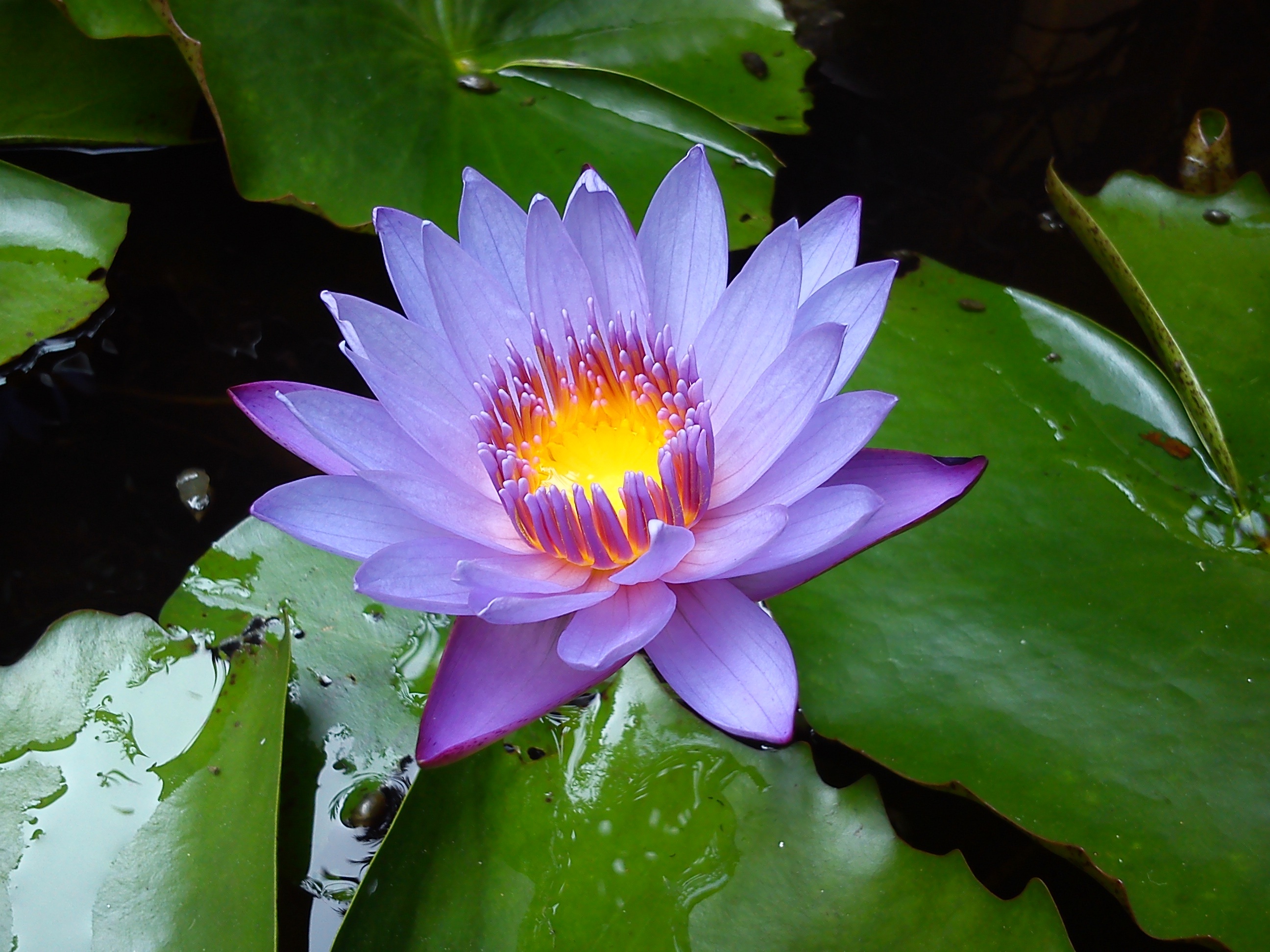 Water Lilies Flower Water Lily free image download