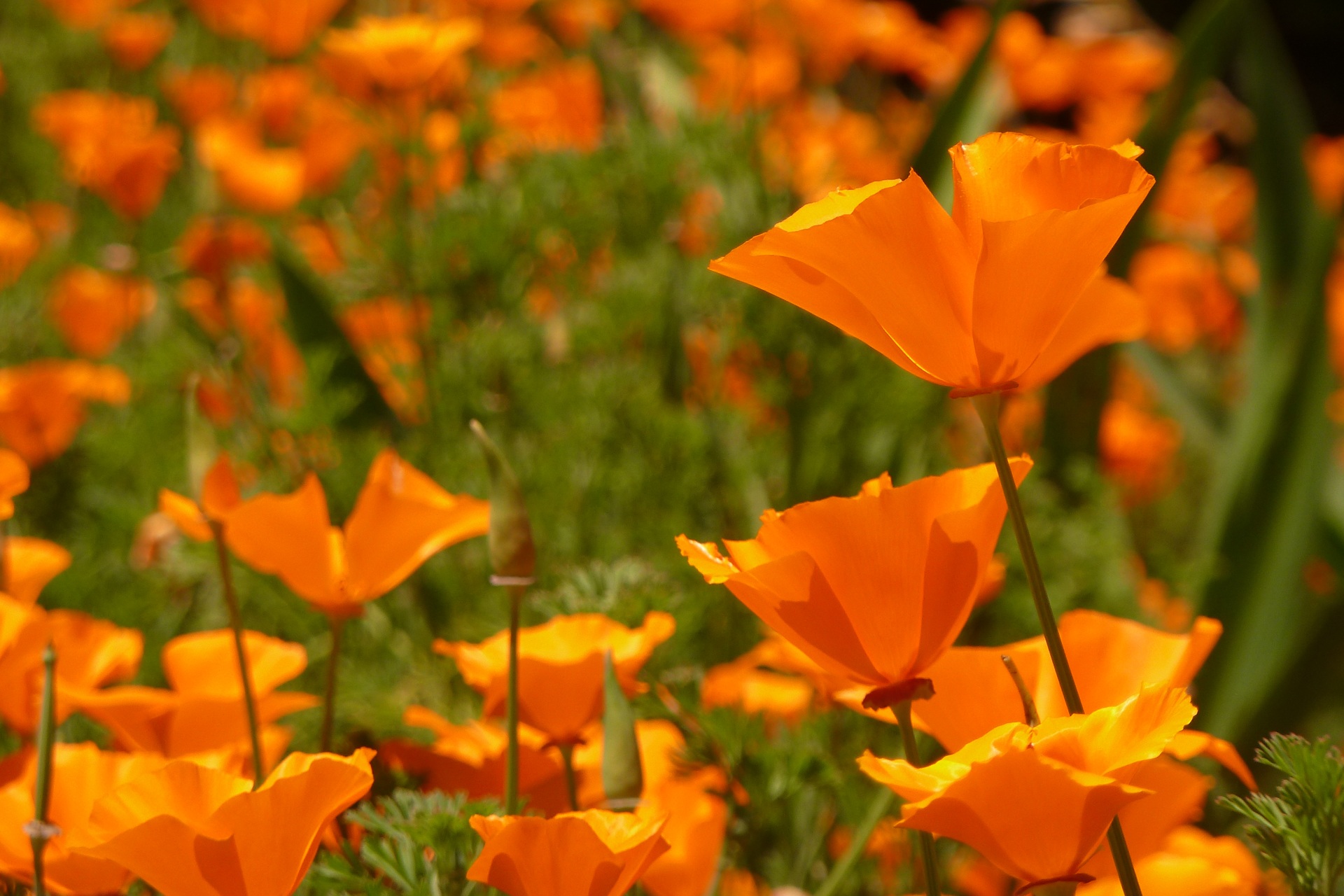 Orange Flowers in a field free image download