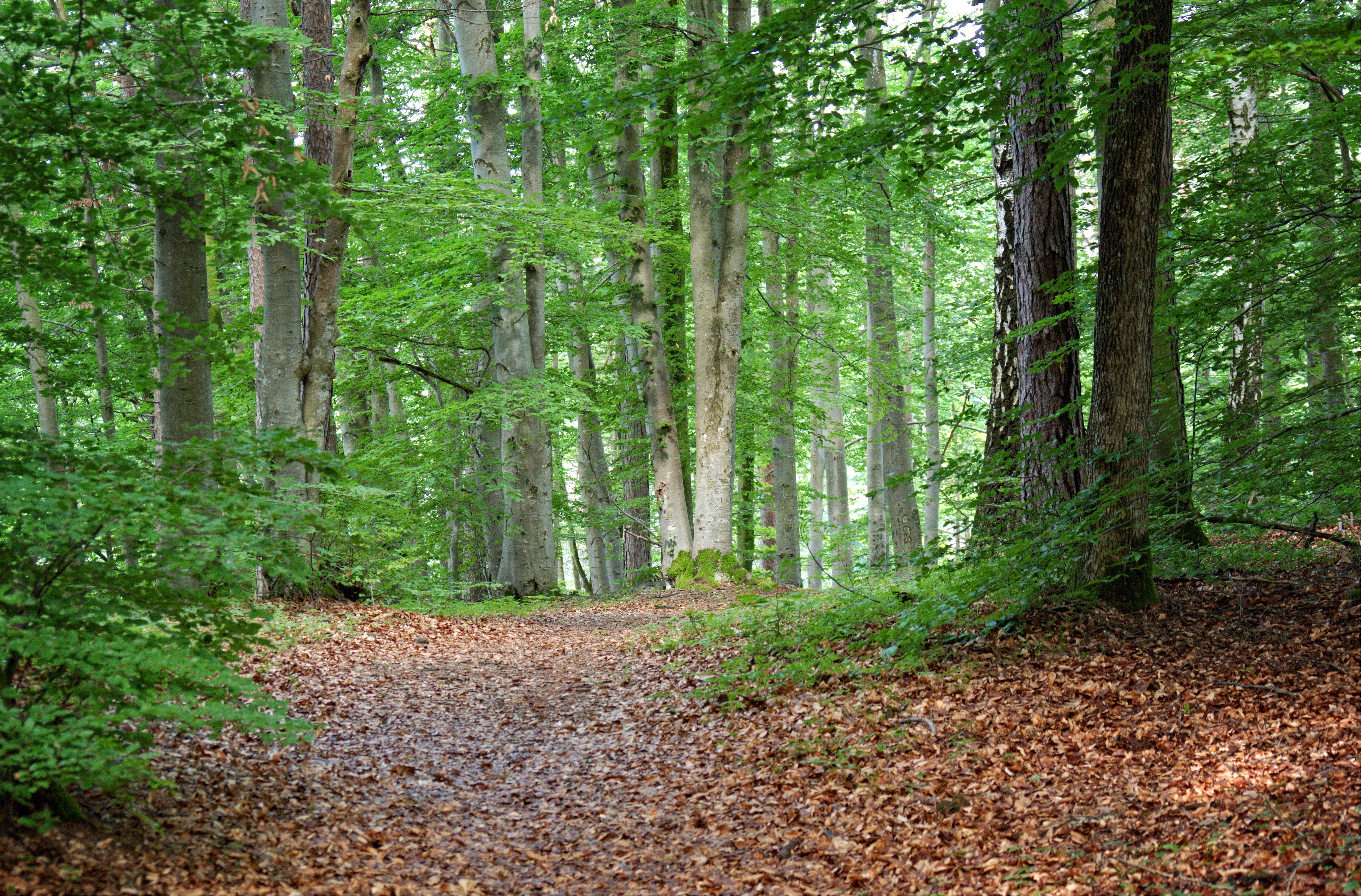 Path in the dense forest free image