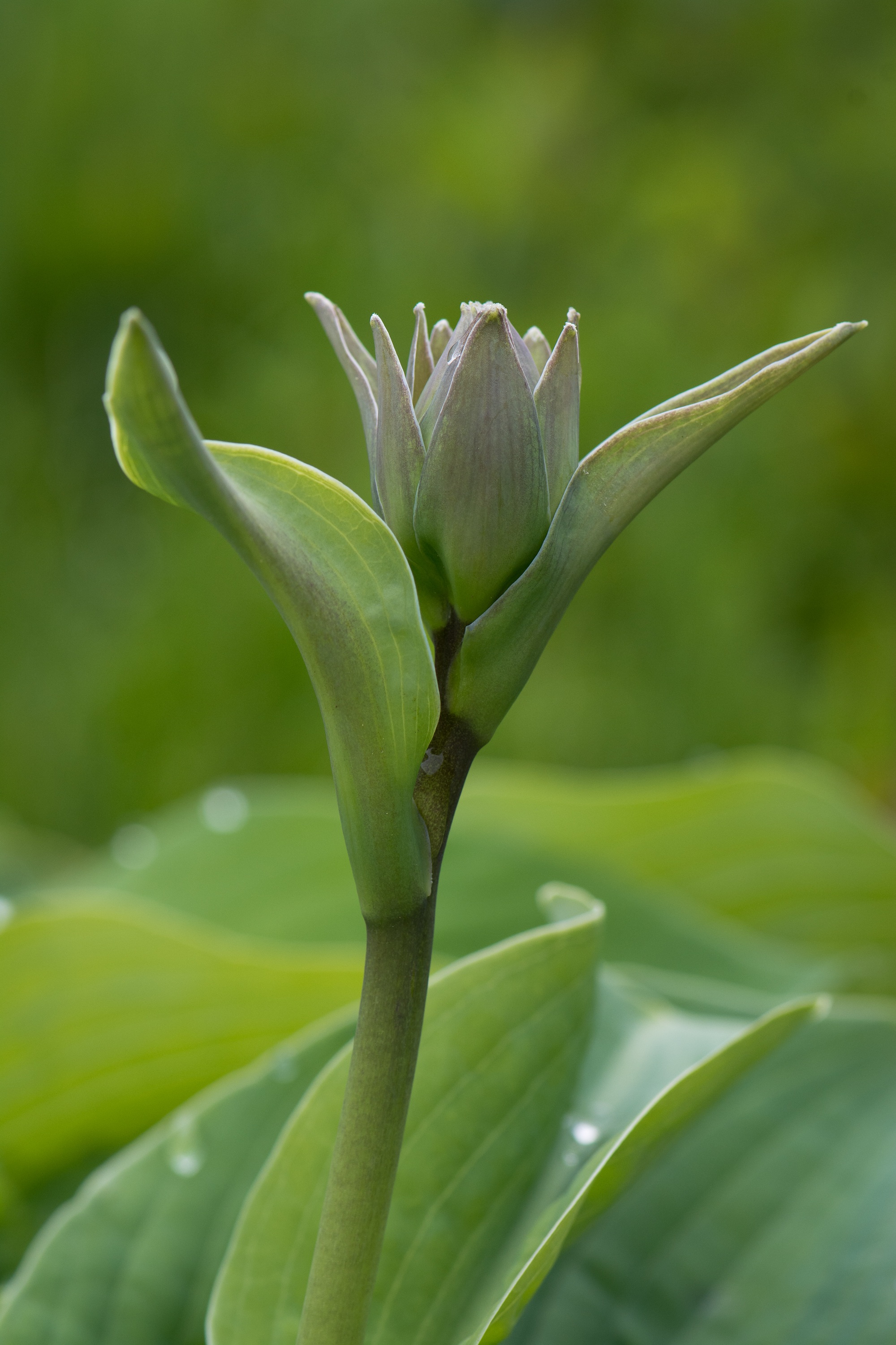 Plantain lily flower free image download