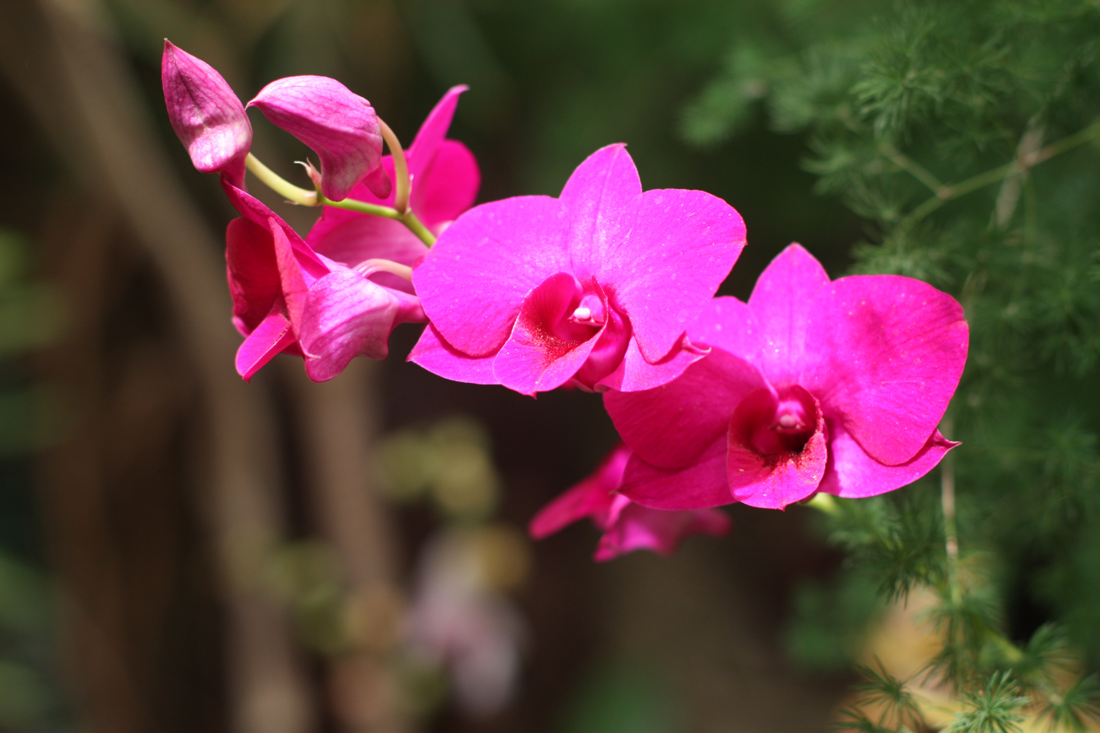 Marvelous Orchid Pink Flower free image download