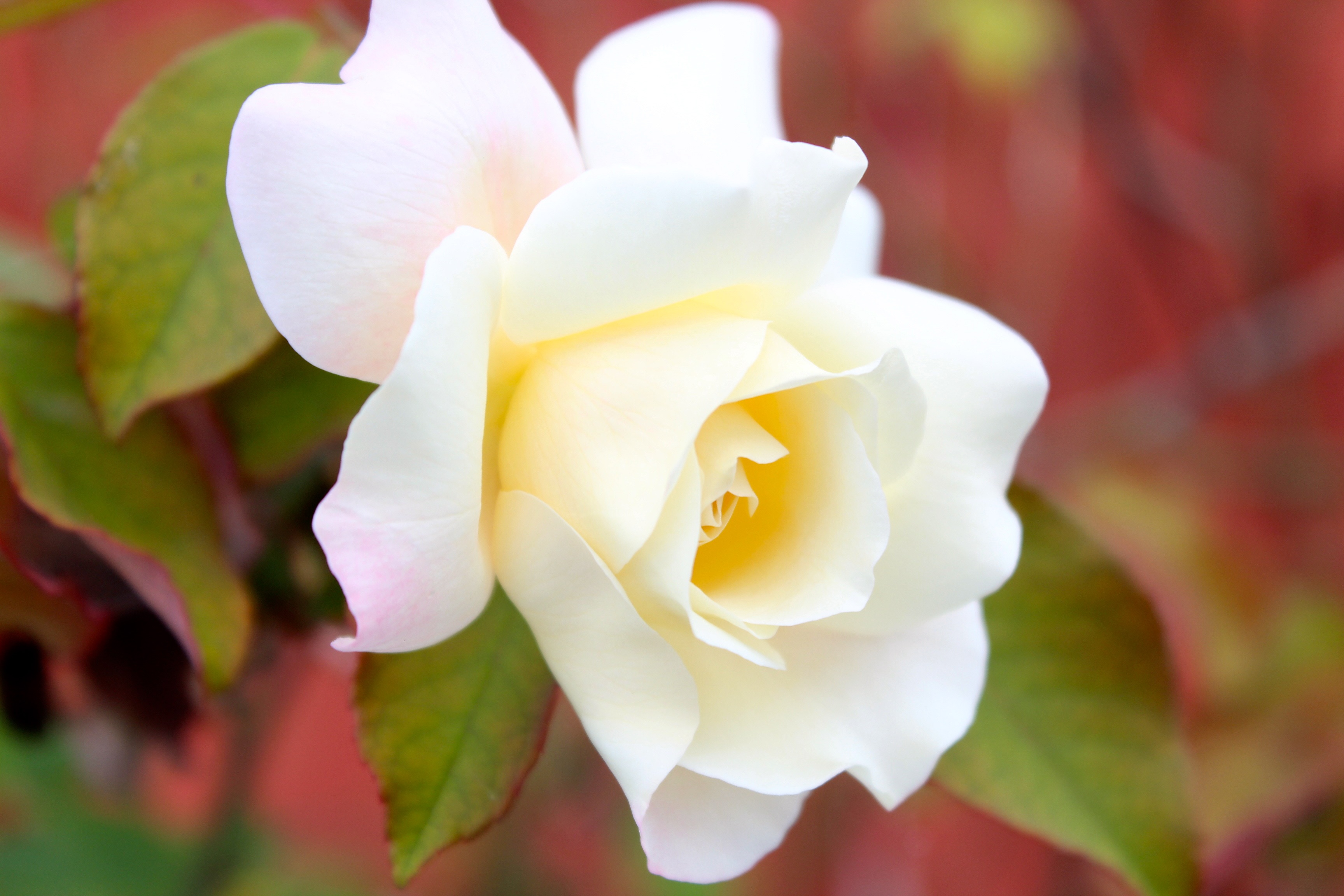 Stunningly beautiful white Rose free image download
