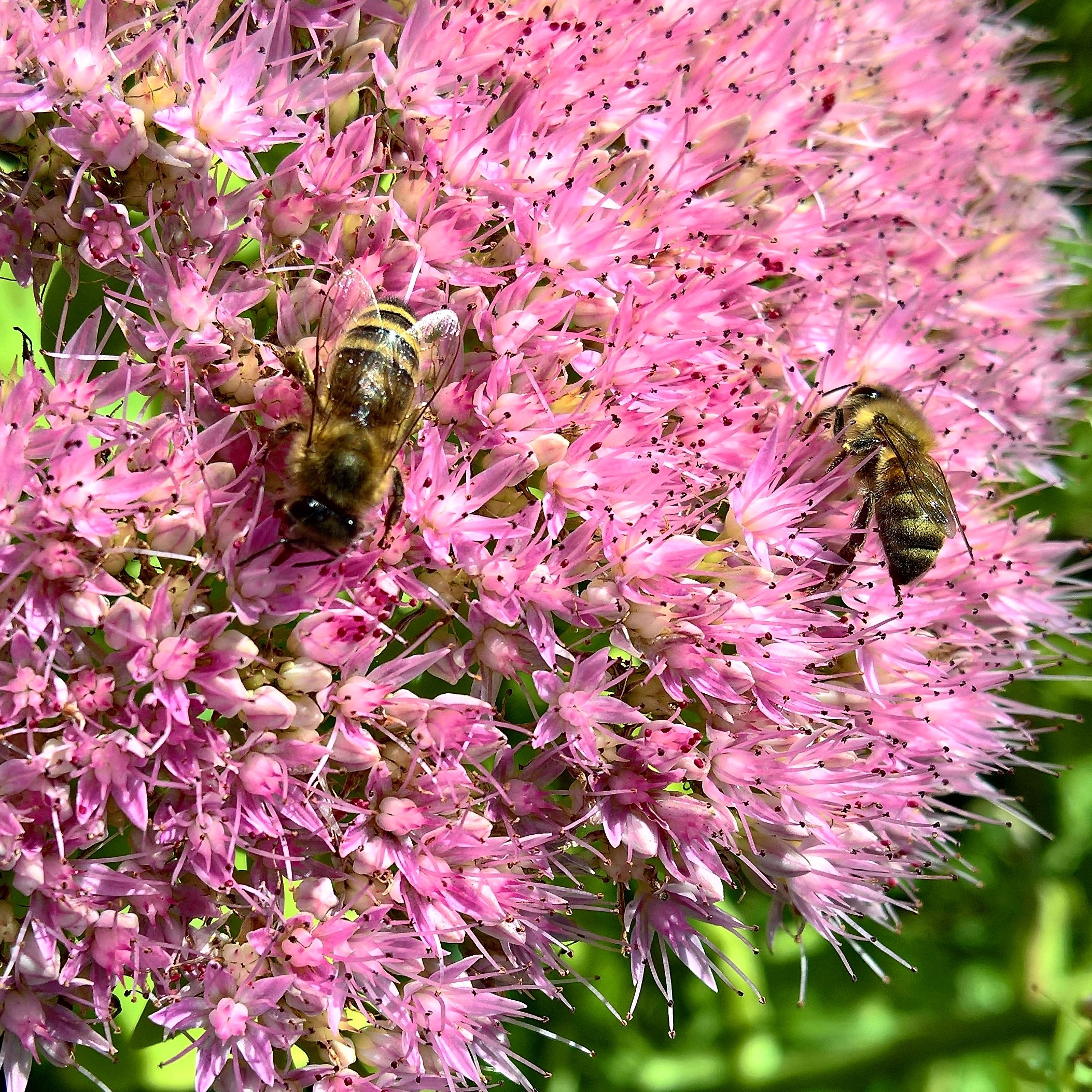 Bees collect nectar from pink flowers free image download