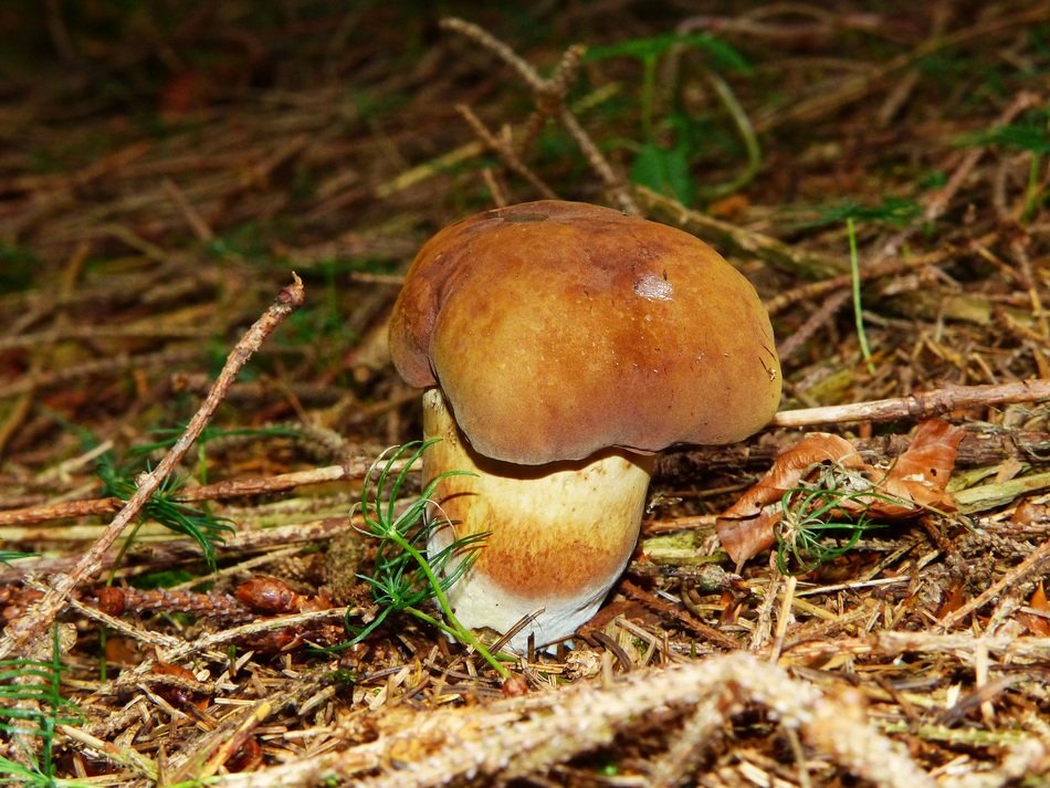 Mushroom with dark brown cap free image download
