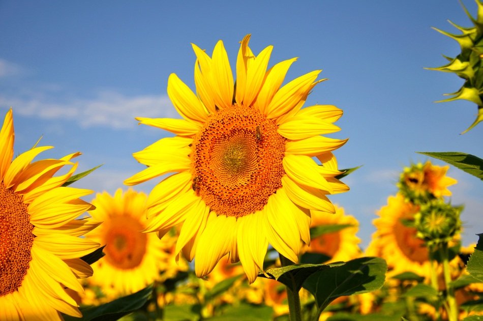 Sunflowers are yellow summer plants free image download