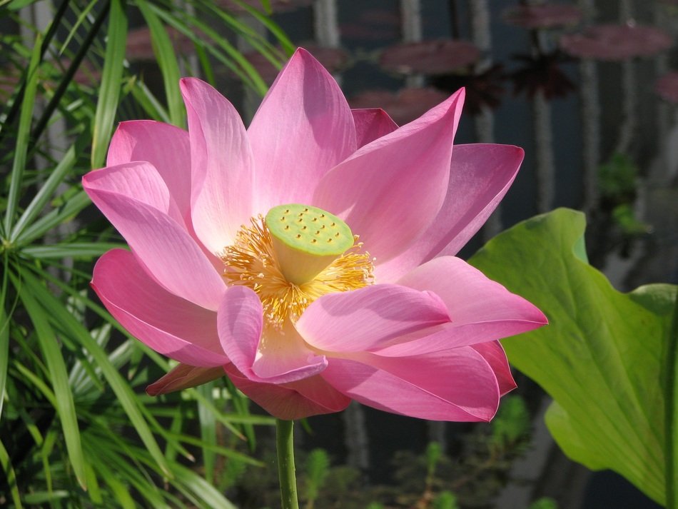 Pink water lily flower near green grass free image download