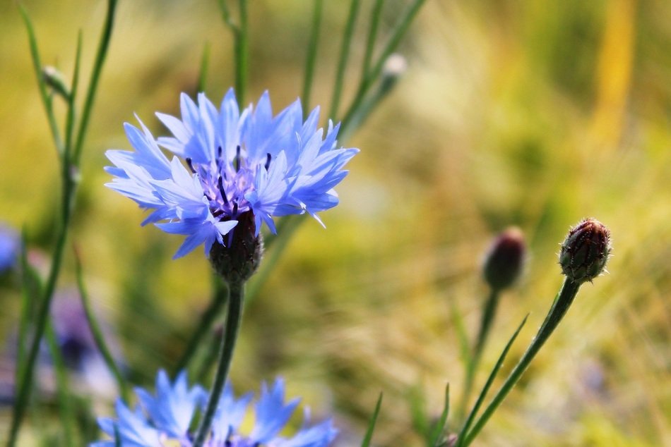 Blue cornflower on a beautiful field free image download