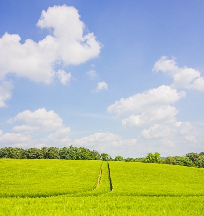 Bright green field under the sun free image download