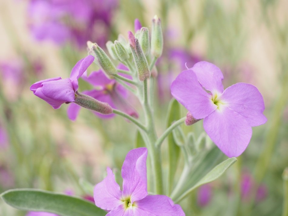 Matthiola longipetala, nightscented stock, purple flowers free image