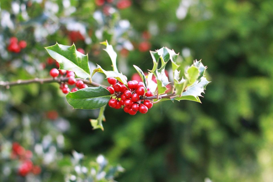 Red berries of a christmas plant free image download