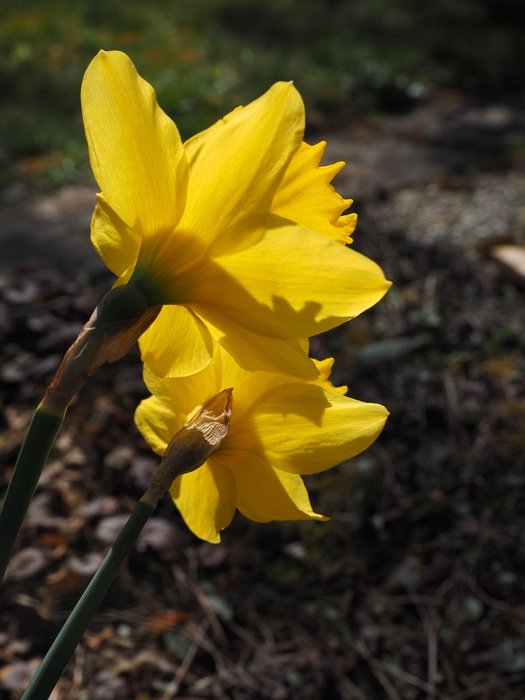 Yellow daffodils flowers in spring free image download