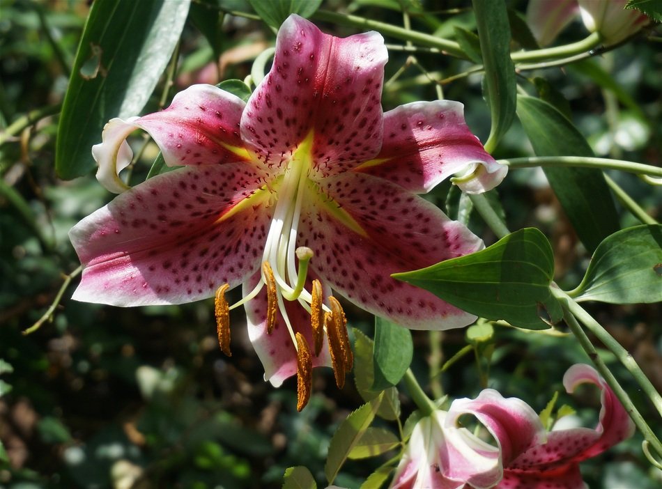 Asiatic lily fully open fragrant free image download