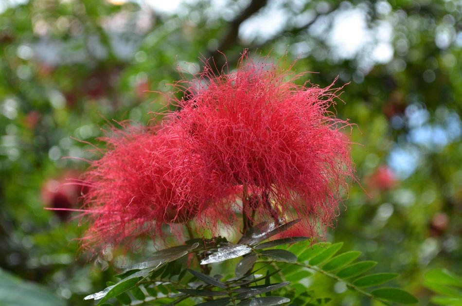 Red Silk Flower free image download