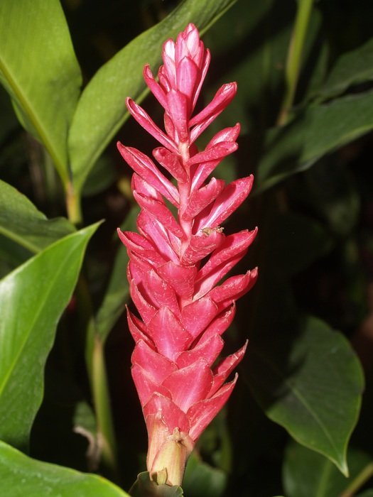 Ginger Blossom Flower free image download