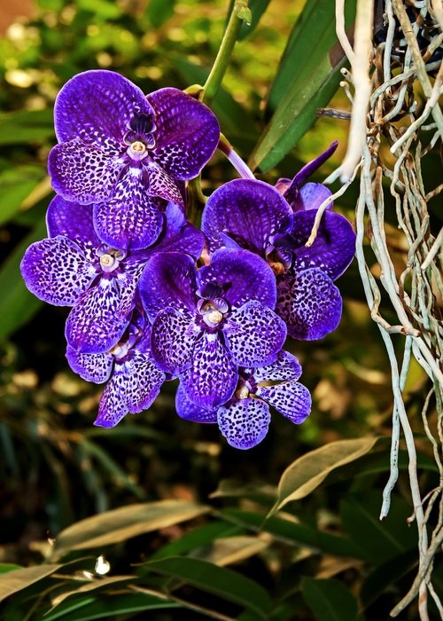 Dark blue orchids as a tropical plant free image download