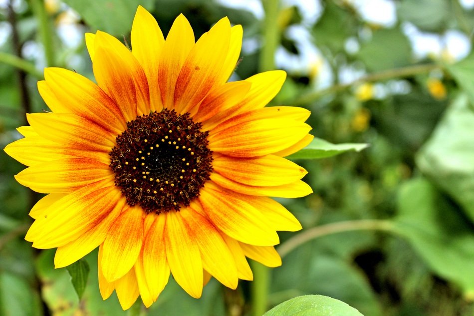 Small yellow sunflower flower free image download