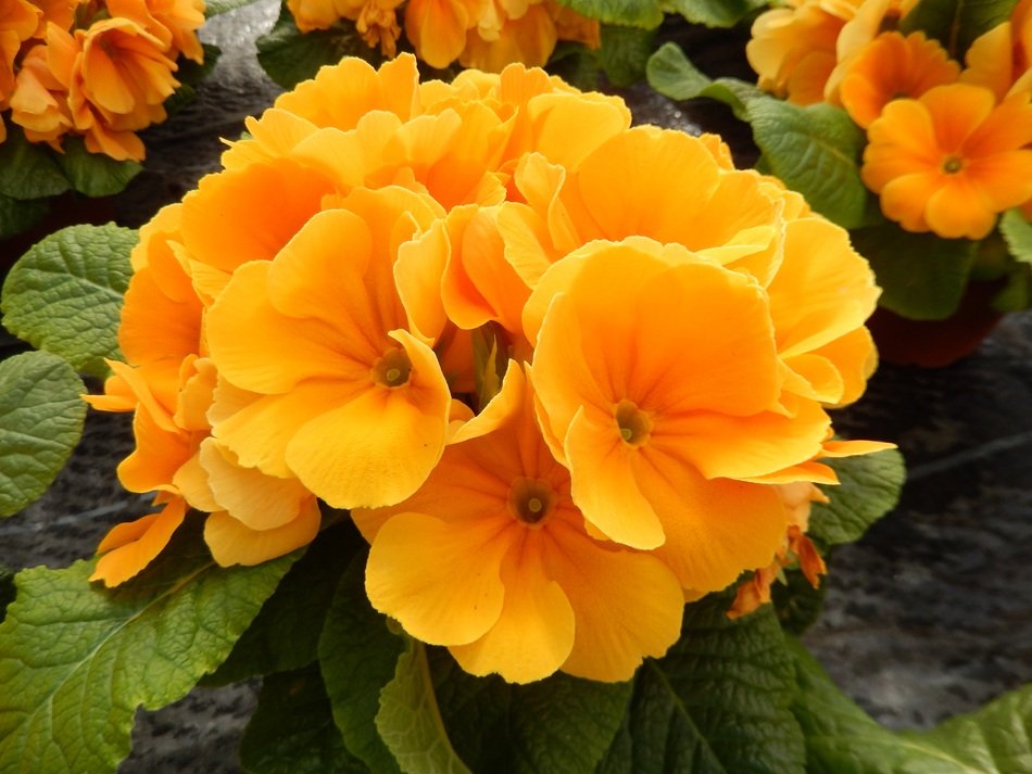 Beautiful Spring Primrose free image download