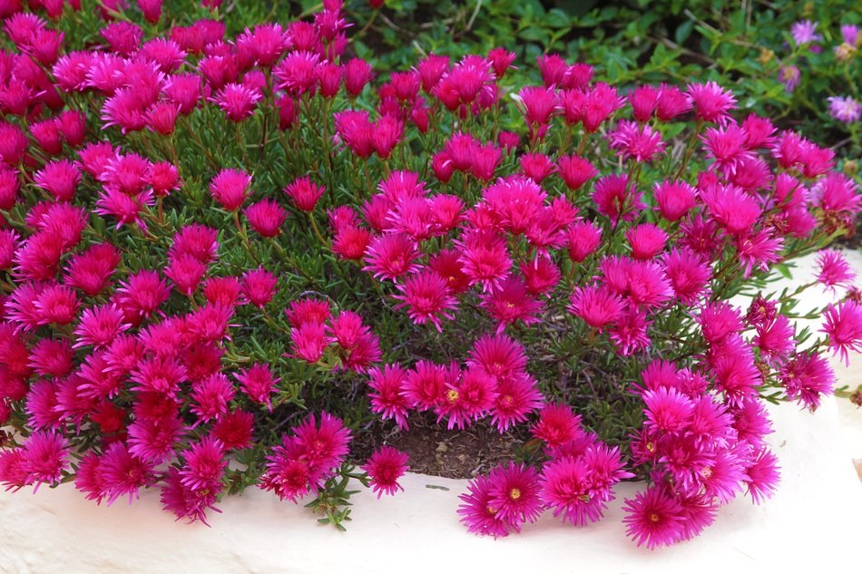 A lot of pink flowers in Italy free image download