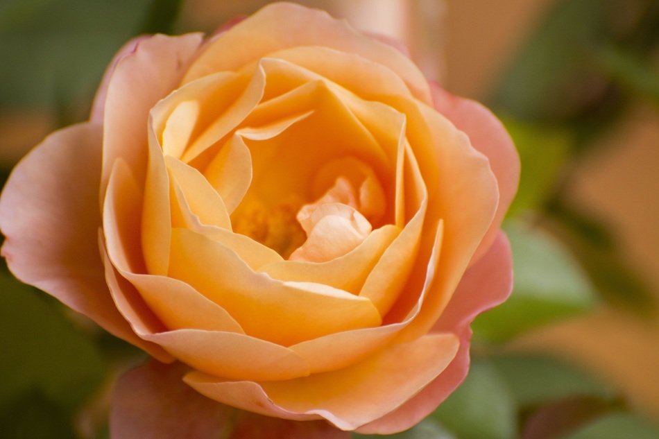 Rose Blossom Bloom Garden Roses free image download