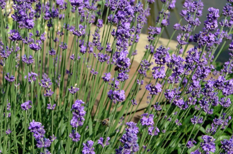 Lavender flowers field free image download