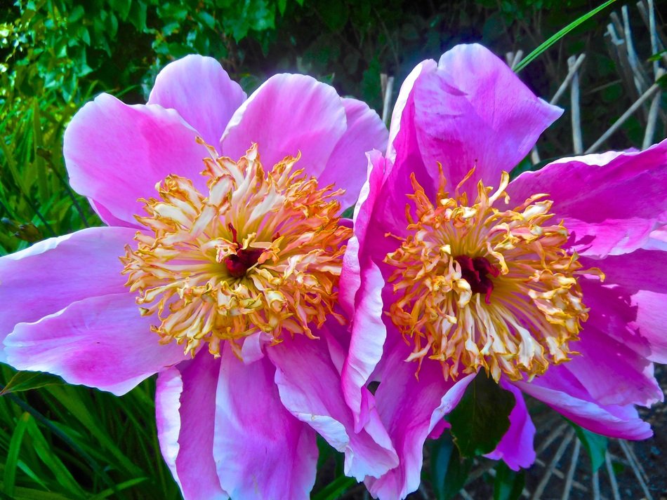 Incredible beauty Red Flowers free image download