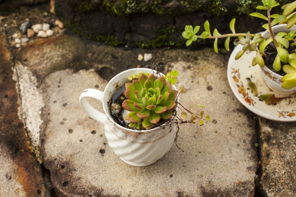 Succulent Plants growing in teacups free image download
