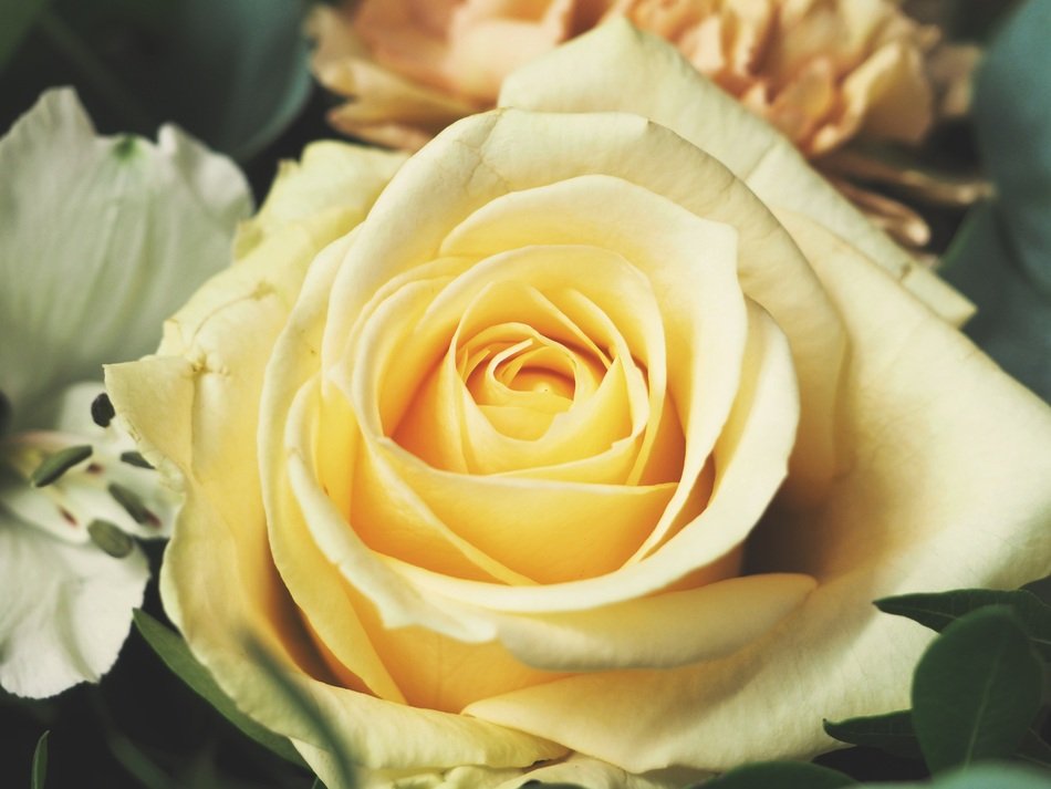 Stunning Rose Flowers Bouquet free image download