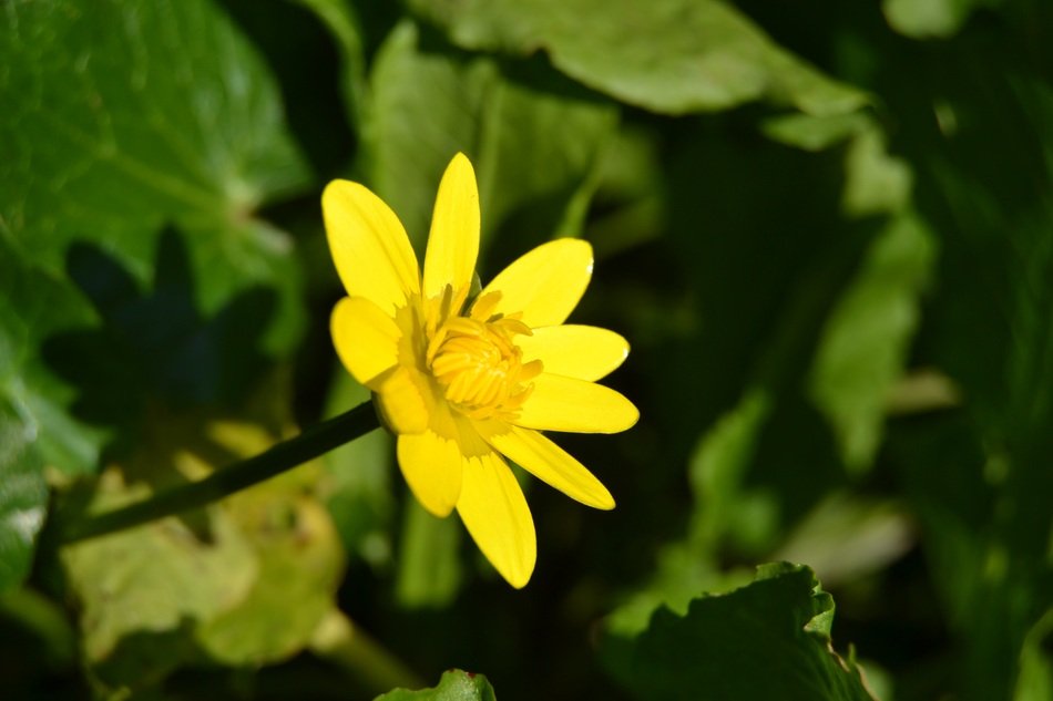 Yellow Buttercup Flower closeup free image download