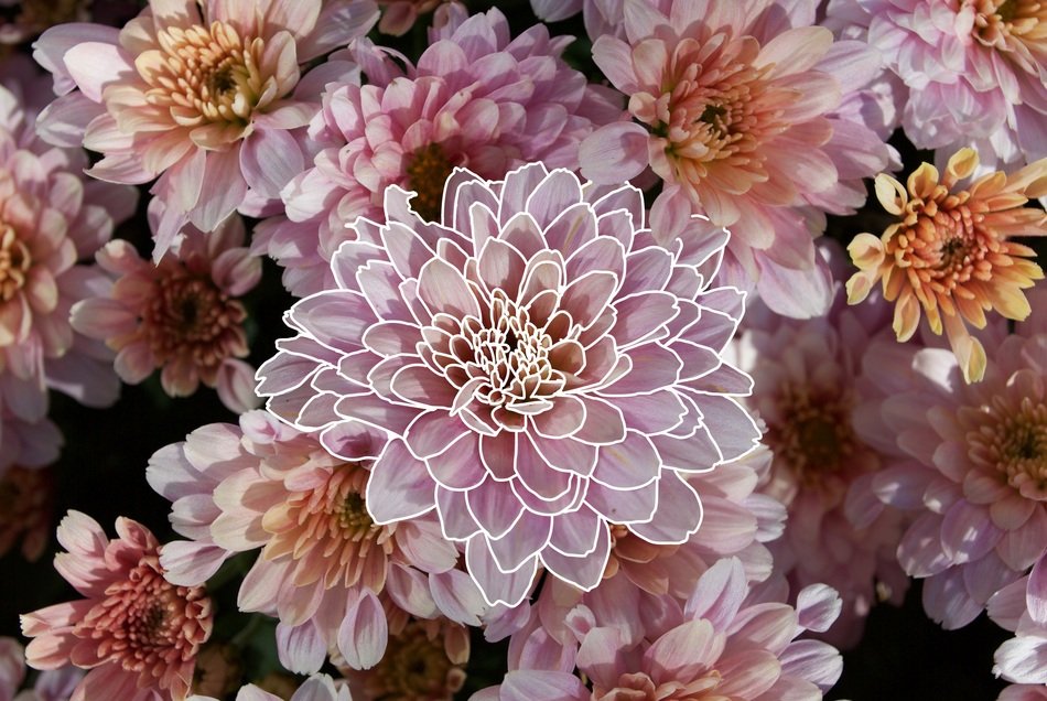 Bouquet of pale pink flowers closeup free image download