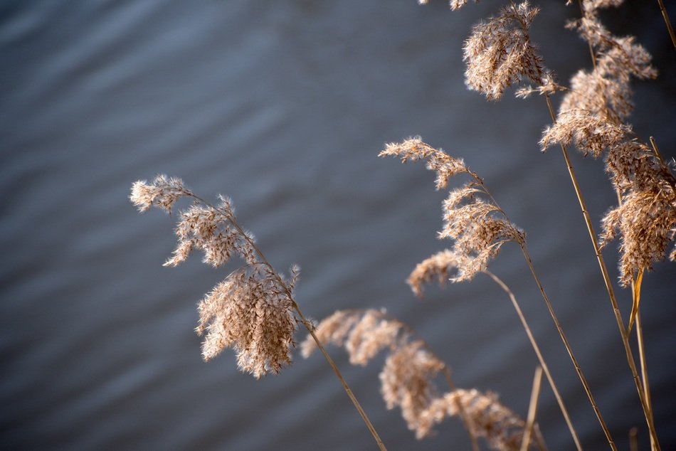 Reed like grass free image download