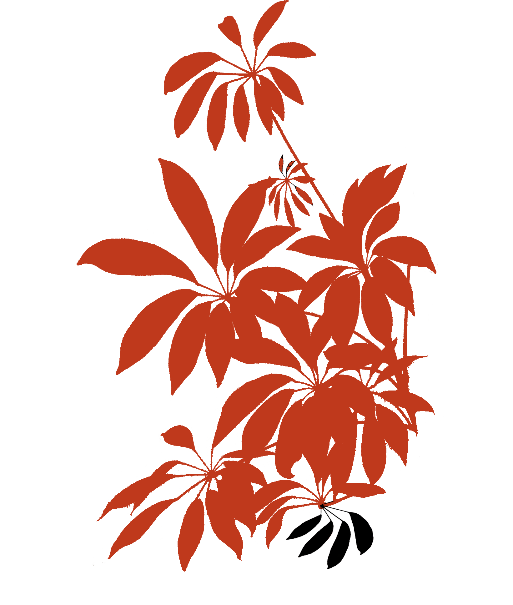 Colorful ornamental plant clipart free image download