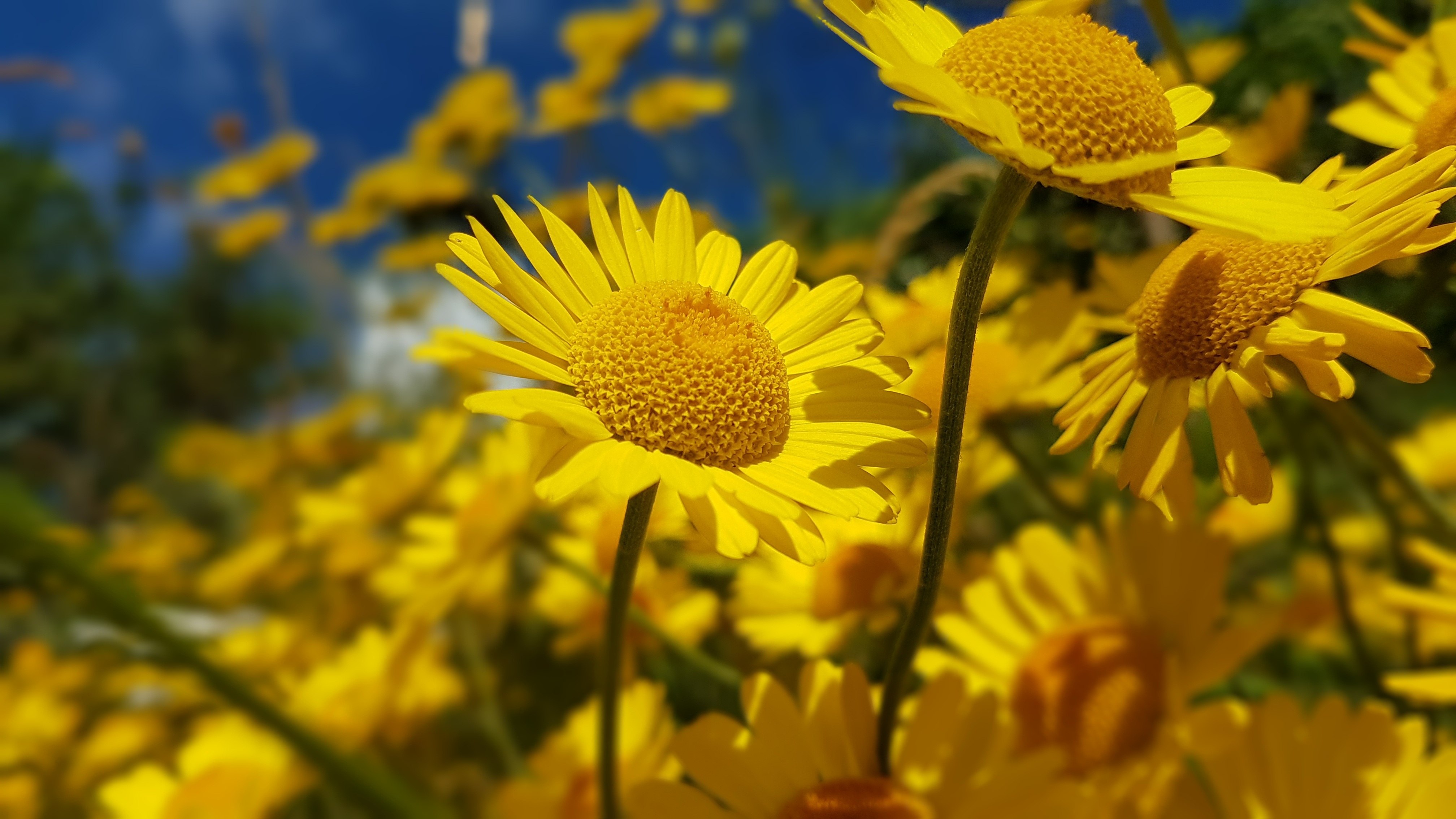 Yellow daisies closeup free image download