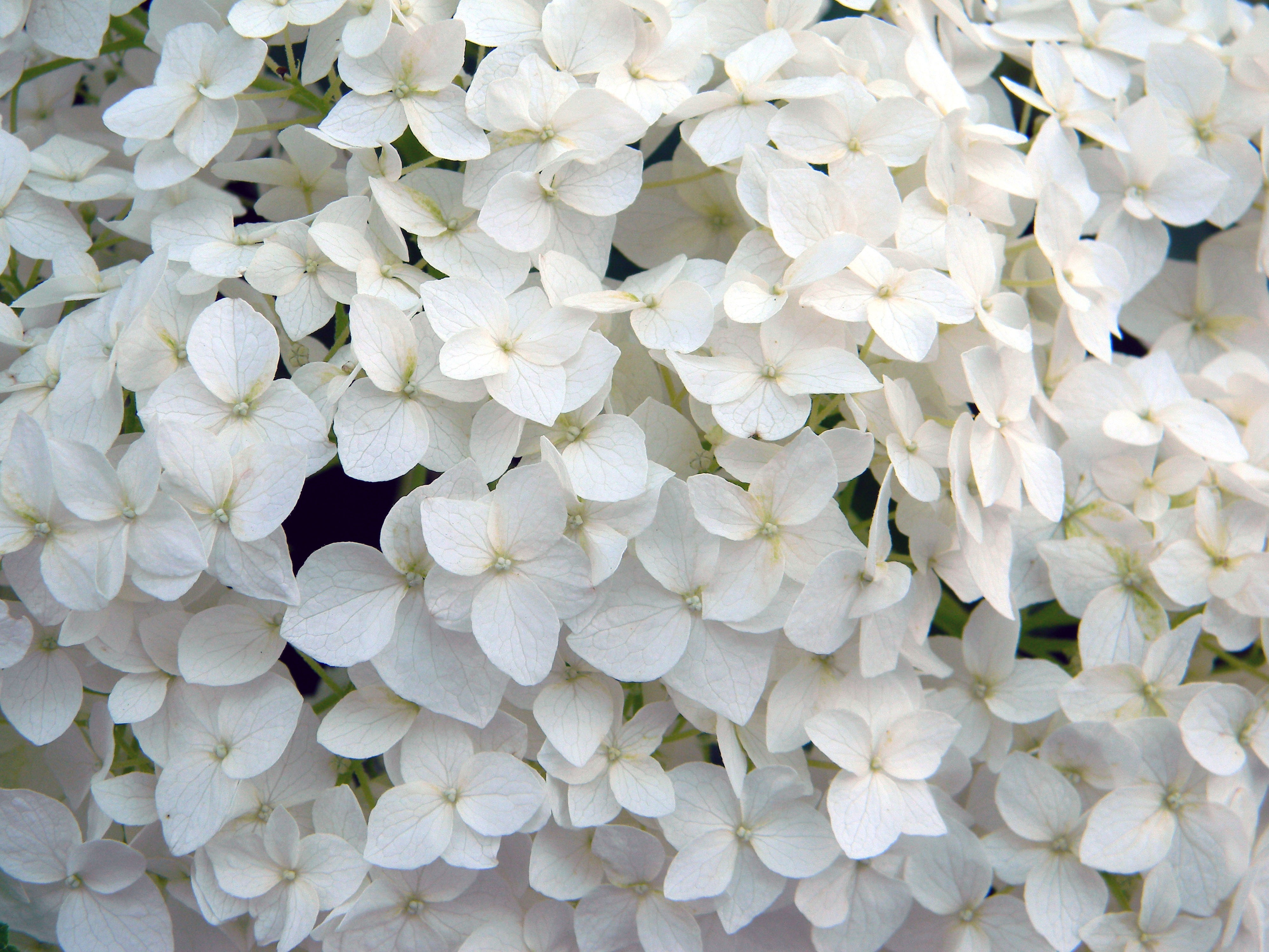 White hydrangea flowers blossom free image download