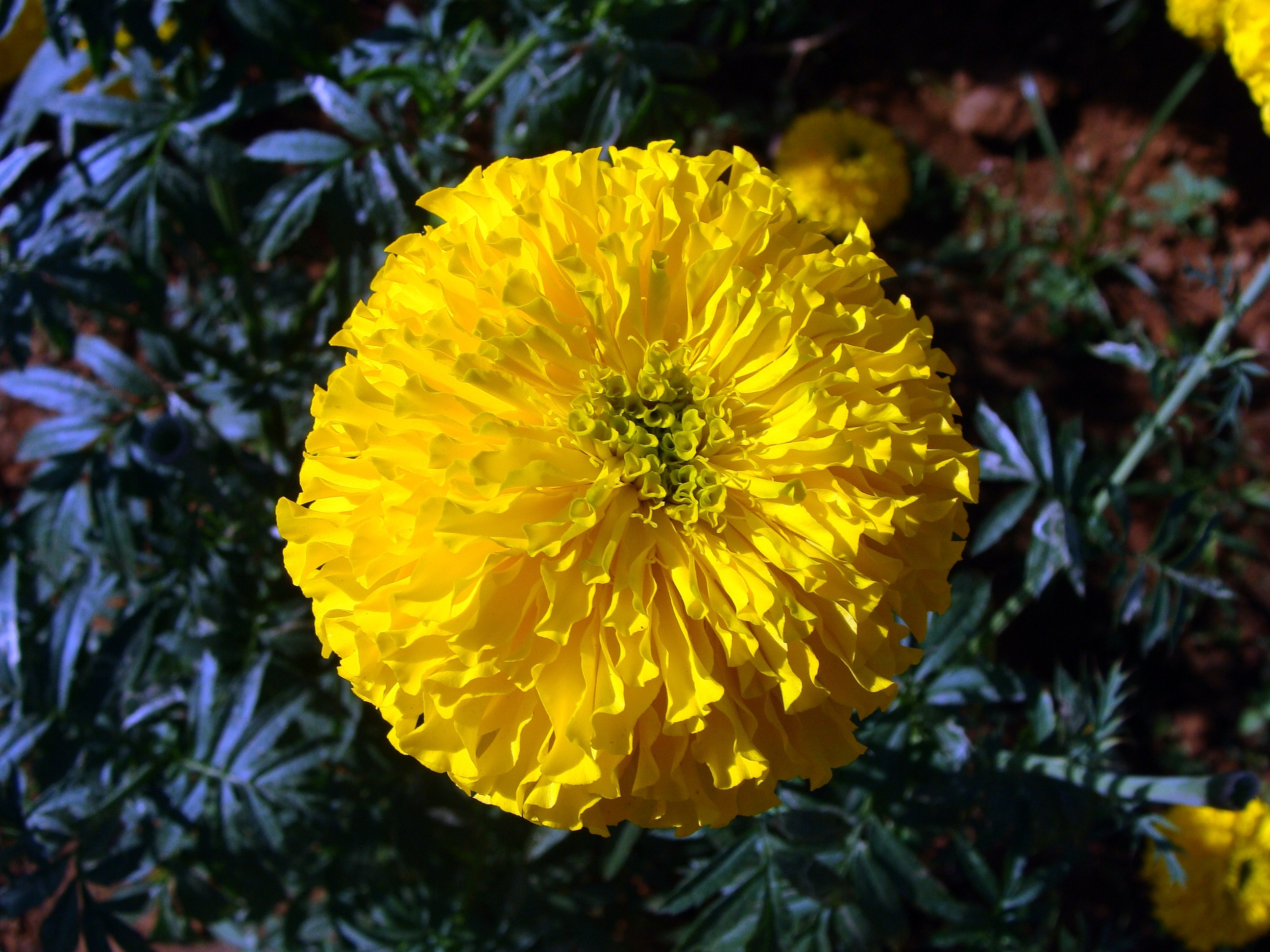 Closeup view of marigold bright seasonal flower free image download