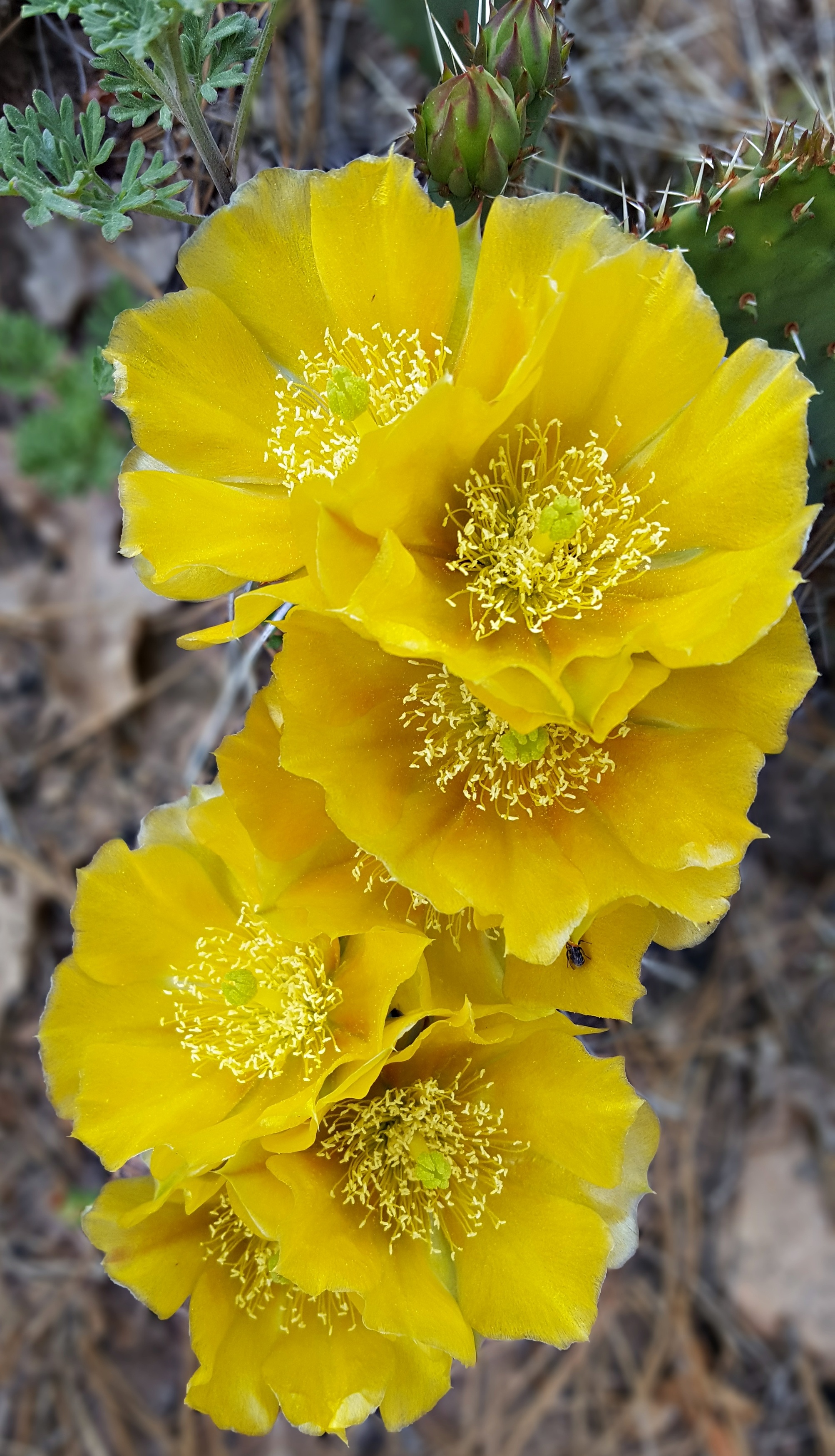 Striking yellow Cactus Flower free image download