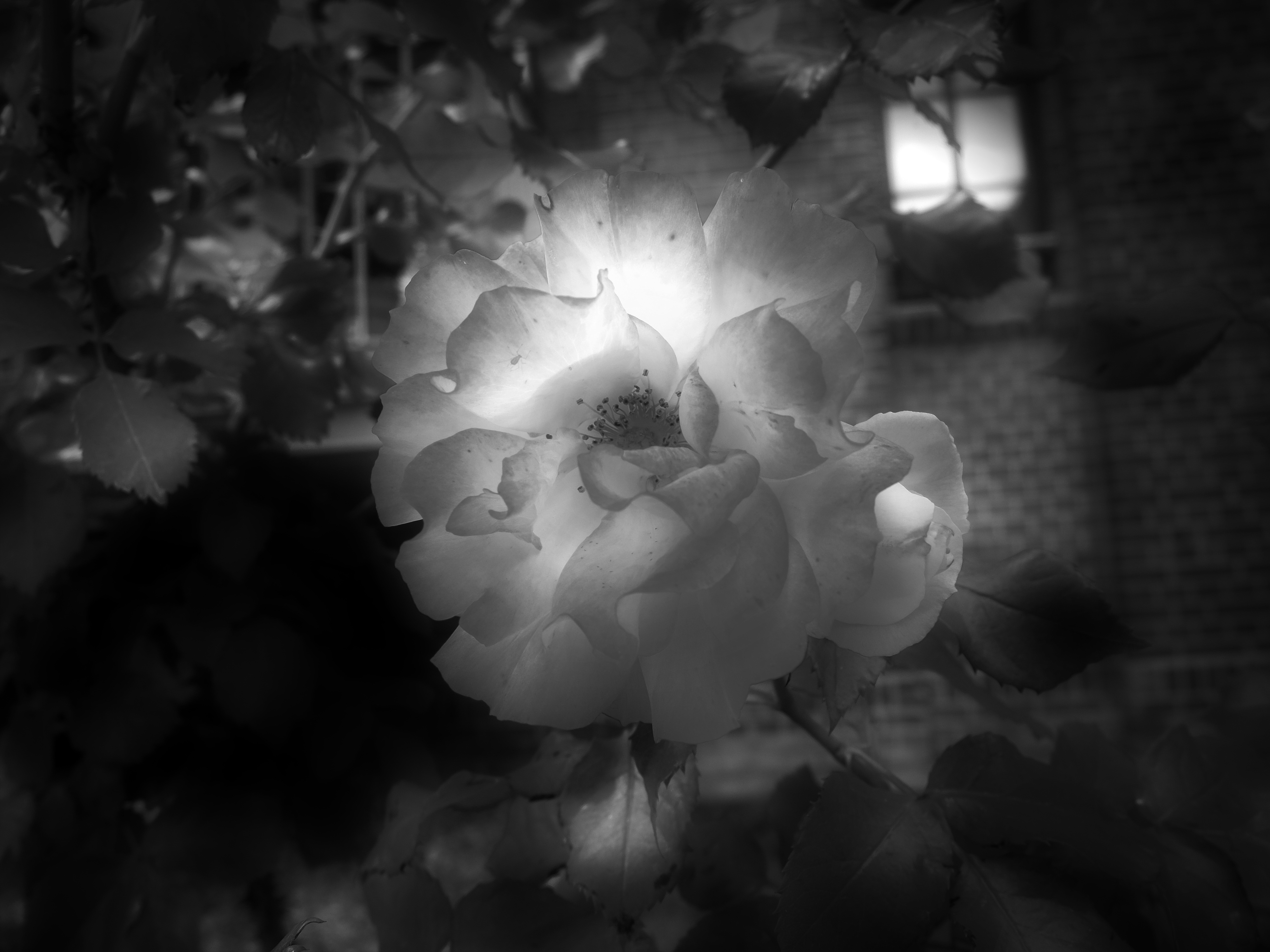 Flower light and shadow photography free image download