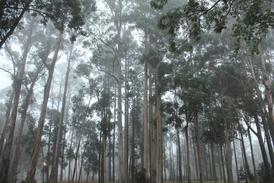 Forest trees in western australia free image download
