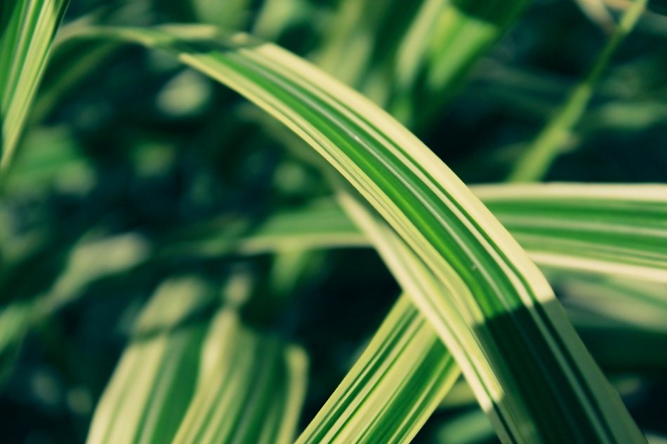 Blade Of Grass green free image download