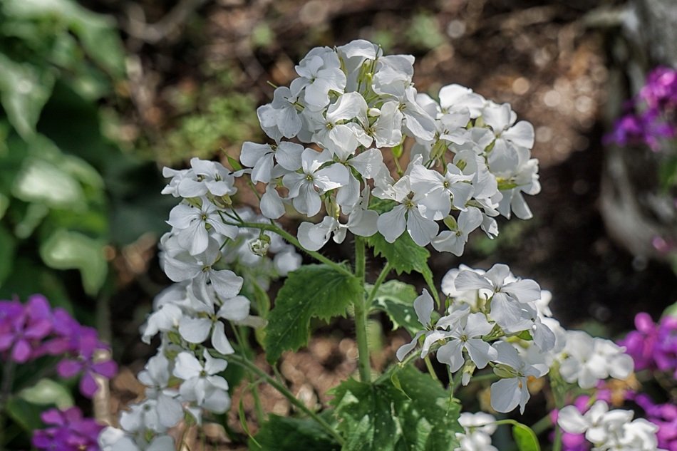 White Geraniums Flowers closeup free image download